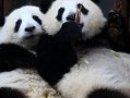 喵酱吃瓜,揭秘娱乐圈那些不为人知的幕后故事