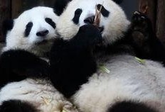 喵酱吃瓜,揭秘娱乐圈那些不为人知的幕后故事