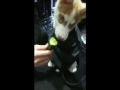 狗狗打架吃瓜视频播放