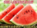 中国吃瓜视频,网络舆论场中的“瓜农”与“吃瓜群众”