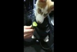 狗狗打架吃瓜视频播放