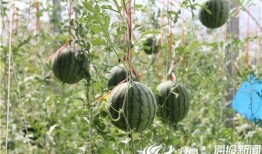 兴化大丰吃瓜事件视频,一场引发热议的网络视频风波