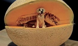 喂哈密瓜吃图片,视觉盛宴与味蕾诱惑