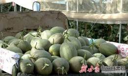 瓜州县蜜瓜怎么吃,尽享夏日清新滋味