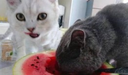 猫咪打架吃瓜,打架现场，吃瓜群众围观