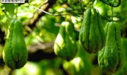 玉兰瓜过敏怎么吃,安全享受美食的秘诀