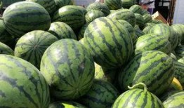 砀山吃瓜新闻,一场引发热议的乡村奇闻