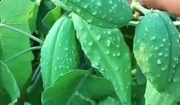 瓢子瓜怎么吃视频