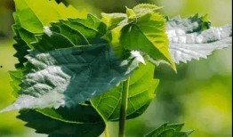 理智吃瓜树叶,揭秘树叶背后的秘密