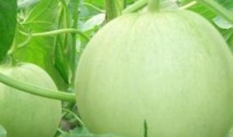 毛瓜孕妇可以吃吗,孕妇饮食中的健康之选