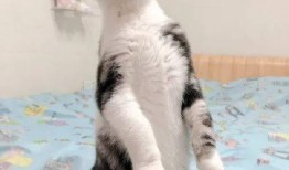 猫咪吃洋瓜,探索猫咪新口味