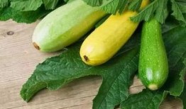 痛风可以吃交瓜,揭秘交瓜的神奇食疗功效