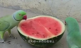 看西瓜吃瓜视频,揭秘夏日消暑神器背后的秘密