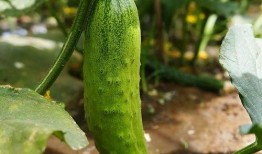 功德吃瓜视频,揭秘网络红人的幕后故事