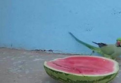 鹦鹉吃瓜的视频,萌态十足引网友爆笑