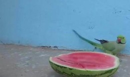 鹦鹉吃瓜的视频,萌态十足引网友爆笑
