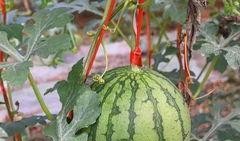 施瓜怎么吃,解锁美味新体验