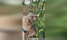 小狗吃瓜文案搞笑,小狗吃瓜，笑料横生！