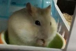 仓鼠宝宝夏天吃瓜