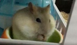 仓鼠宝宝夏天吃瓜