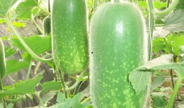 大萍萍吃瓜,揭秘娱乐圈幕后真相