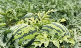 临夏最近吃的瓜,品味夏日甜蜜时光