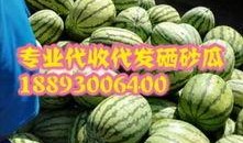 年前专业训练吃瓜,揭秘专业训练中的吃瓜趣事