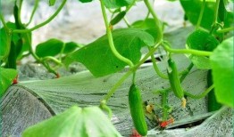 肺炎可以吃咸瓜,传统食补在现代医学中的应用