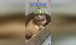 小花猫吃瓜,一场味蕾的冒险之旅