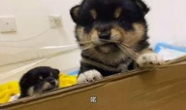 柴犬吃瓜温柔,温柔萌宠的治愈瞬间