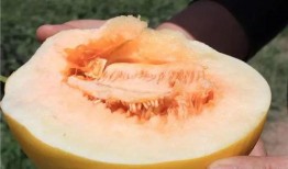 吃羊角蜜瓜舌头又麻又肿,羊角蜜瓜引发的麻肿之旅