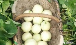 白瓜怎么吃甜,探索白瓜的甜蜜吃法