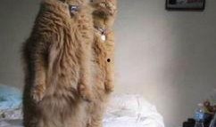 猫咪吃洋瓜,探索猫咪新口味