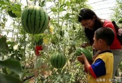 做梦树上摘瓜吃