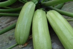 吃一生瓜有什么好处,揭秘吃瓜的五大神奇益处