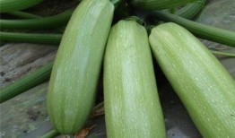 吃一生瓜有什么好处,揭秘吃瓜的五大神奇益处