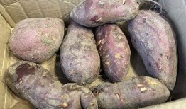 吃土瓜补什么,补身强体，养生之道尽在其中