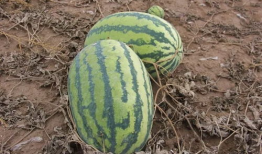 利民镇吃瓜视频,揭秘乡村生活趣味瞬间