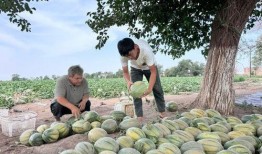 西昌月华李嫂吃瓜,一场别开生面的夏日盛宴