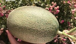 山东新娘的瓜在哪吃,揭秘婚宴上的独特美食体验