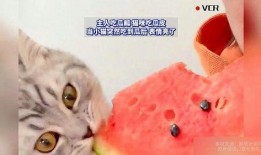 小猫可以吃瓜嘛