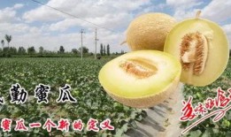 蜜瓜煮熟了吃,探索煮熟蜜瓜的独特风味