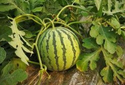 现车吃瓜,揭秘汽车行业那些不为人知的趣闻轶事