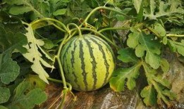 现车吃瓜,揭秘汽车行业那些不为人知的趣闻轶事