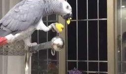 鹦鹉吃瓜的视频,萌态十足引网友爆笑