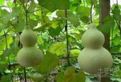 妈妈吃葫芦瓜图片,妈妈亲手烹饪的温馨滋味