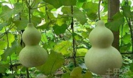 妈妈吃葫芦瓜图片,妈妈亲手烹饪的温馨滋味