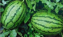 现在可以吃瓜吗,现在，我们能否安心吃瓜？