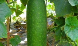 大瓜杆怎样吃,解锁美味新境界