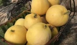 厦门吃瓜行动,揭秘城市美食背后的故事